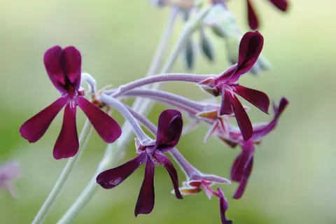 Pelargonium sidoides - Wurzelkraft bei akuter Bronchitis